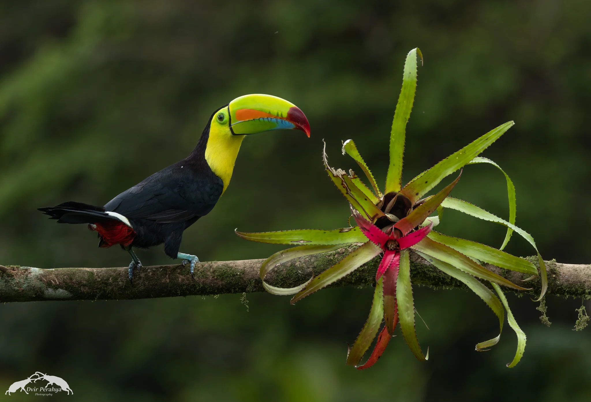 Keel-billed toucan, Boca Tapada